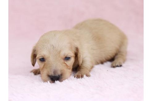 成約済の栃木県のミニチュアダックスフンド-11421の1枚目