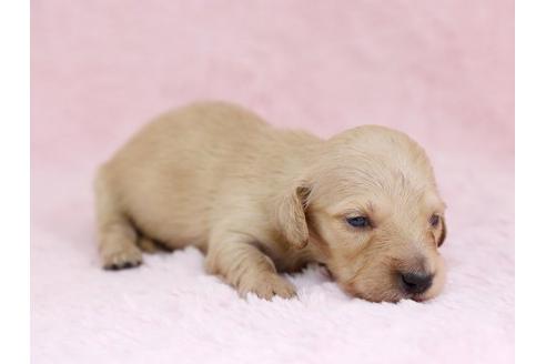 成約済の栃木県のミニチュアダックスフンド-11421の2枚目