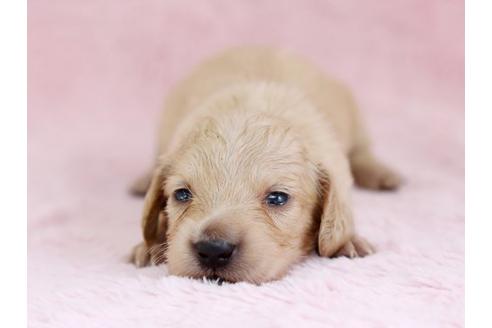 成約済の栃木県のミニチュアダックスフンド-11422の1枚目