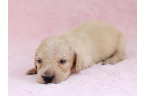 成約済の栃木県のミニチュアダックスフンド-11422の2枚目