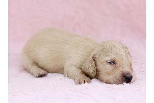 成約済の栃木県のミニチュアダックスフンド-11422の3枚目
