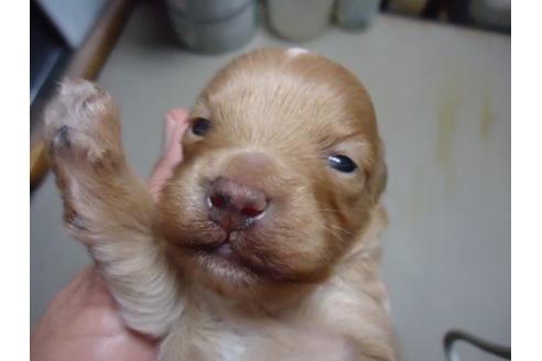 成約済の栃木県のミックス犬-11438の1枚目