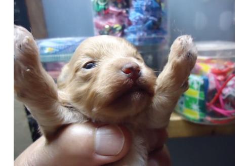 成約済の栃木県のミックス犬-11438の2枚目