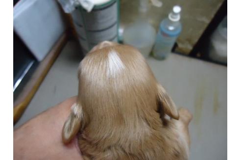 成約済の栃木県のミックス犬-11438の3枚目