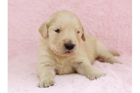 成約済の栃木県のゴールデンレトリーバー-11440の1枚目