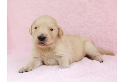 成約済の栃木県のゴールデンレトリーバー-11440の2枚目
