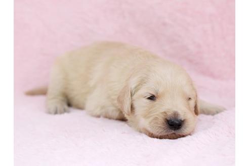 成約済の栃木県のゴールデンレトリーバー-11440の3枚目