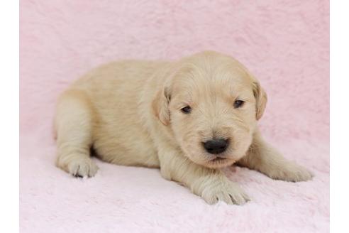 成約済の栃木県のゴールデンレトリーバー-11441の2枚目
