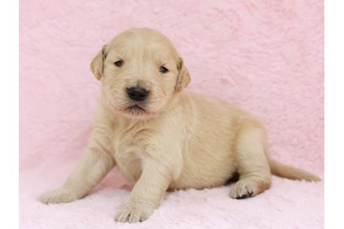 成約済の栃木県のゴールデンレトリーバー-11441の3枚目