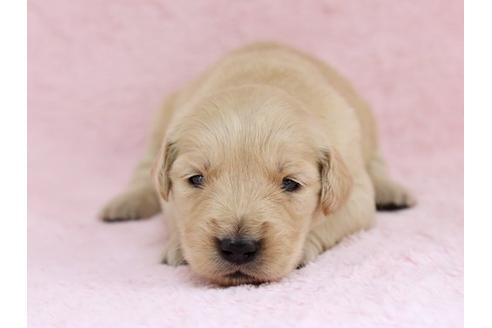 成約済の栃木県のゴールデンレトリーバー-11442の1枚目