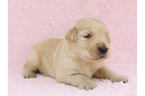 成約済の栃木県のゴールデンレトリーバー-11442の2枚目