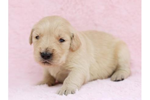 成約済の栃木県のゴールデンレトリーバー-11442の3枚目