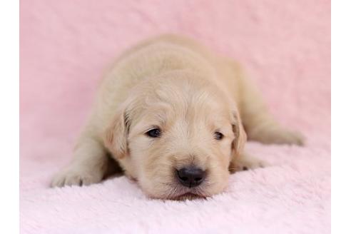 成約済の栃木県のゴールデンレトリーバー-11443の1枚目