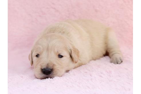 成約済の栃木県のゴールデンレトリーバー-11443の2枚目