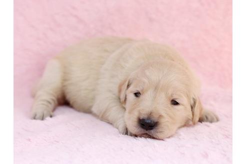 成約済の栃木県のゴールデンレトリーバー-11443の3枚目