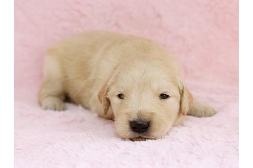 成約済の栃木県のゴールデンレトリーバー-11444の3枚目