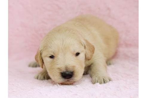 成約済の栃木県のゴールデンレトリーバー-11444の1枚目