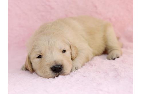 成約済の栃木県のゴールデンレトリーバー-11444の2枚目