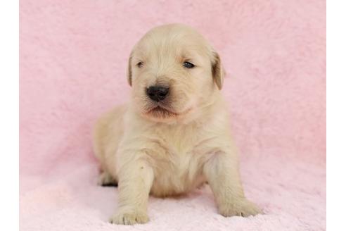 成約済の栃木県のゴールデンレトリーバー-11445の3枚目