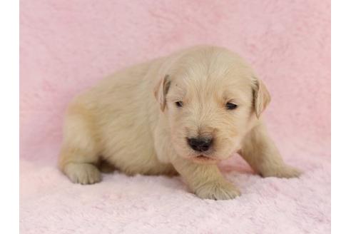 成約済の栃木県のゴールデンレトリーバー-11445の1枚目