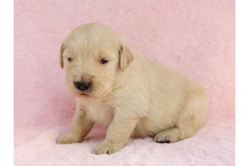 成約済の栃木県のゴールデンレトリーバー-11445の2枚目