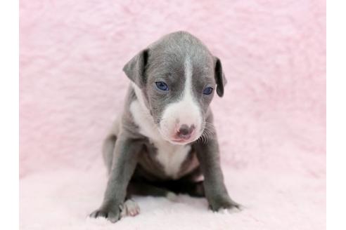 成約済の栃木県のイタリアングレーハウンド(イタグレ)-11446の1枚目