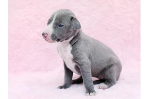 成約済の栃木県のイタリアングレーハウンド(イタグレ)-11446の2枚目