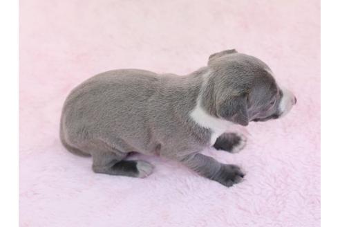 成約済の栃木県のイタリアングレーハウンド(イタグレ)-11446の3枚目