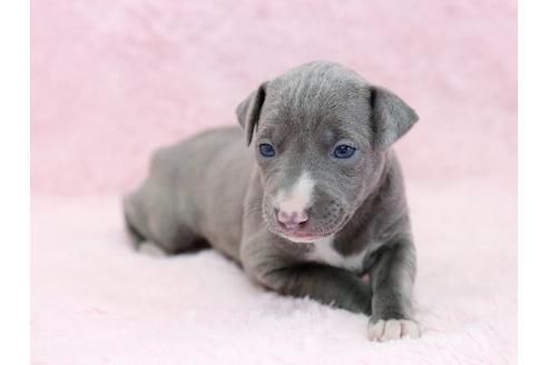 成約済の栃木県のイタリアングレーハウンド(イタグレ)-11447の1枚目