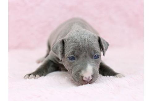 成約済の栃木県のイタリアングレーハウンド(イタグレ)-11447の2枚目