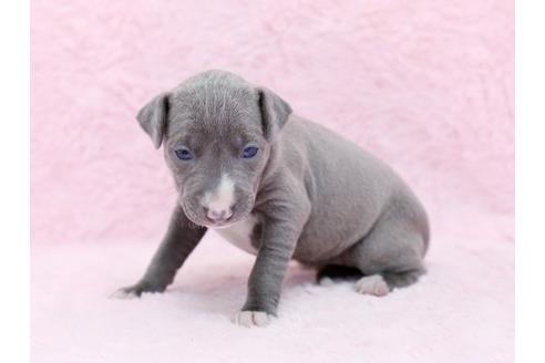 成約済の栃木県のイタリアングレーハウンド(イタグレ)-11447の3枚目