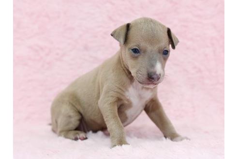 成約済の栃木県のイタリアングレーハウンド(イタグレ)-11448の1枚目