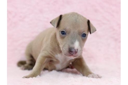 成約済の栃木県のイタリアングレーハウンド(イタグレ)-11448の2枚目