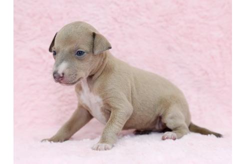 成約済の栃木県のイタリアングレーハウンド(イタグレ)-11448の3枚目