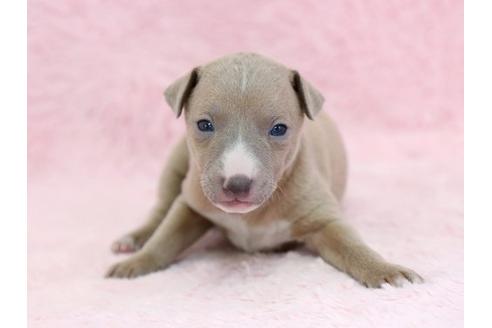 成約済の栃木県のイタリアングレーハウンド(イタグレ)-11449の3枚目