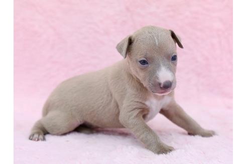 成約済の栃木県のイタリアングレーハウンド(イタグレ)-11449の1枚目