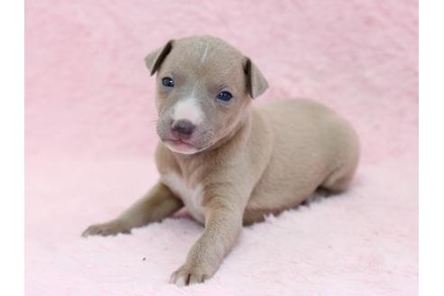 成約済の栃木県のイタリアングレーハウンド(イタグレ)-11449の2枚目