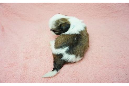 成約済の奈良県のシーズー-11462の2枚目