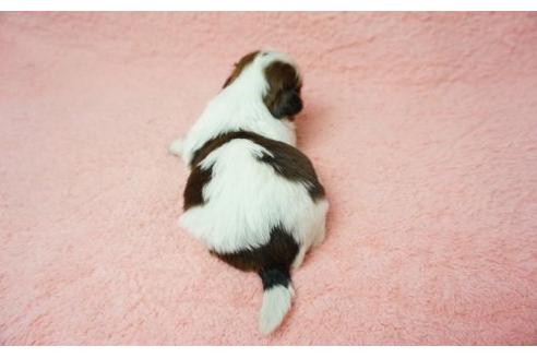 成約済の奈良県のシーズー-11463の2枚目