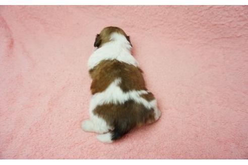 成約済の奈良県のシーズー-11465の2枚目