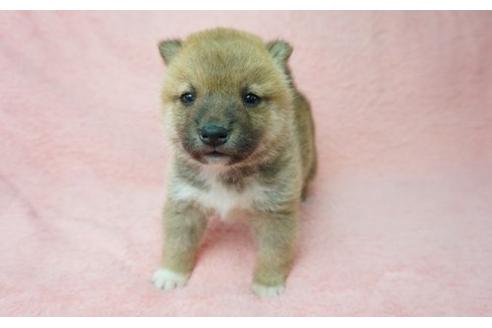 成約済の奈良県の柴犬-11466の1枚目