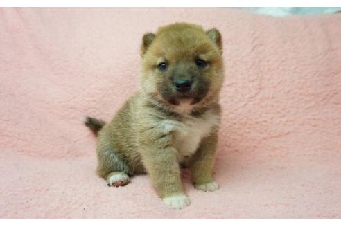 成約済の奈良県の柴犬-11466の3枚目