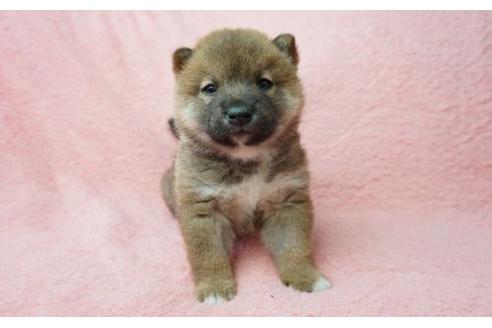 成約済の奈良県の柴犬-11467の2枚目