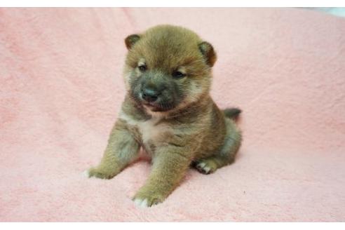 成約済の奈良県の柴犬-11467の3枚目
