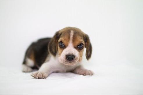成約済の愛知県のビーグル-11468の2枚目