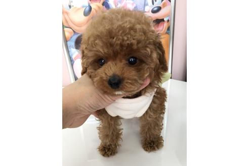 成約済の福岡県のトイプードル-11472の2枚目