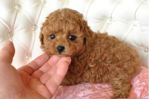 成約済の茨城県のトイプードル-11486の1枚目