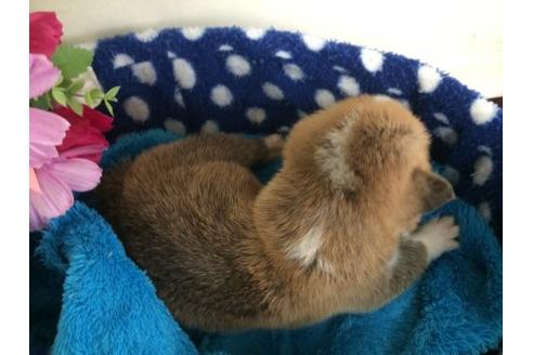 成約済の栃木県のウェルシュコーギーペンブローク-11488の3枚目