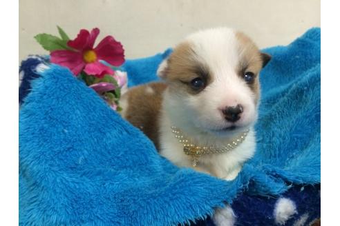 成約済の栃木県のウェルシュコーギーペンブローク-11490の1枚目
