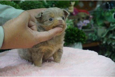 成約済の京都府のチワワ-11497の3枚目